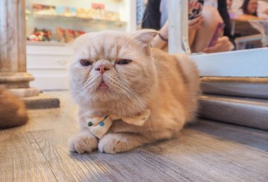 Güzel kısa saç kedi