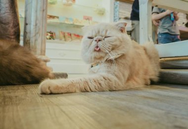 Güzel kısa saç kedi