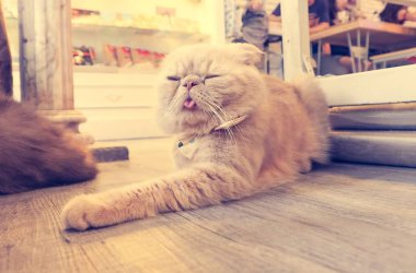 Güzel kısa saç kedi