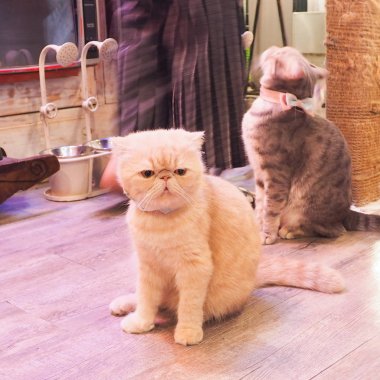 Güzel kısa saç kedi