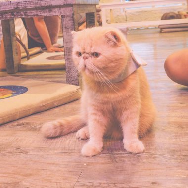 Güzel kısa saç kedi