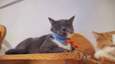 Güzel kısa saç kedi