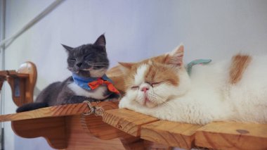 Güzel kısa saç kedi