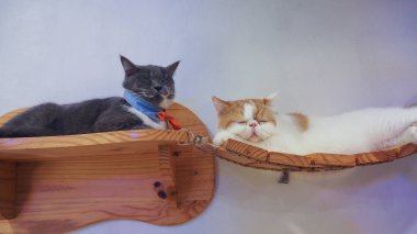 Güzel kısa saç kedi