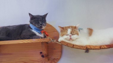 Güzel kısa saç kedi