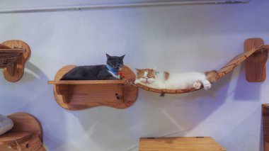 Güzel kısa saç kedi