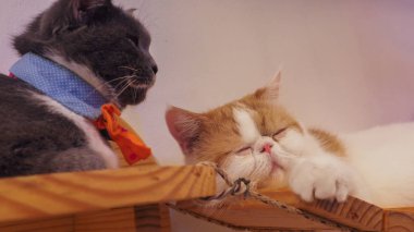 Güzel kısa saç kedi