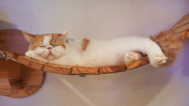 Güzel kısa saç kedi