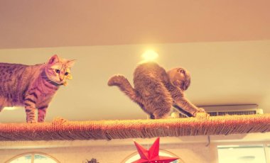 Güzel kısa saç kedi