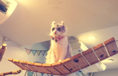 Güzel kısa saç kedi