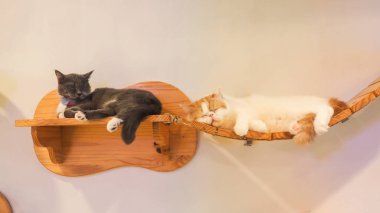 Güzel kısa saç kedi