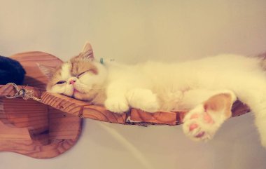 Güzel kısa saç kedi