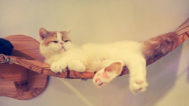 Güzel kısa saç kedi