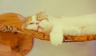 Güzel kısa saç kedi