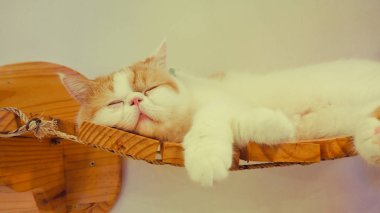 Güzel kısa saç kedi