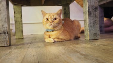 Güzel kısa saç kedi