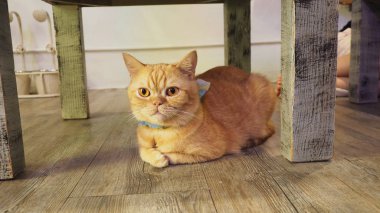 Güzel kısa saç kedi