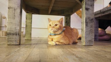 Güzel kısa saç kedi