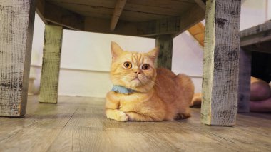 Güzel kısa saç kedi