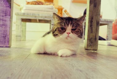 Güzel kısa saç kedi