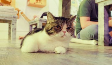 Güzel kısa saç kedi