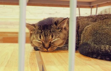 Güzel kısa saç kedi