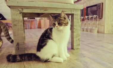 Güzel kısa saç kedi