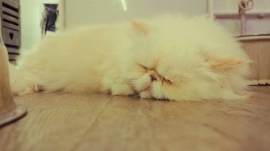 Güzel kısa saç kedi