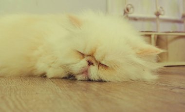 Güzel kısa saç kedi