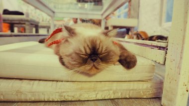 Güzel kısa saç kedi