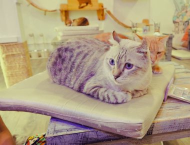 Güzel kısa saç kedi