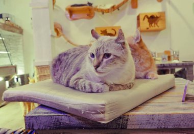 Güzel kısa saç kedi