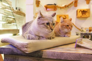 Güzel kısa saç kedi