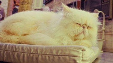 Güzel kısa saç kedi