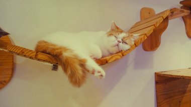 Güzel kısa saç kedi