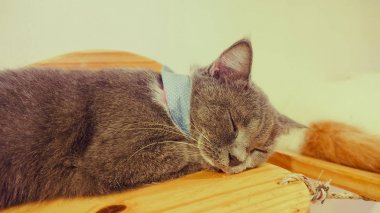 Güzel kısa saç kedi