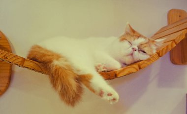 Güzel kısa saç kedi