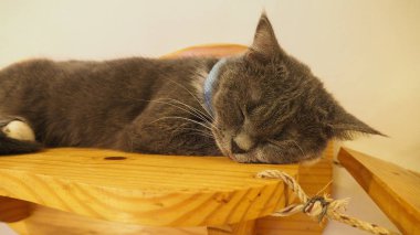 Güzel kısa saç kedi