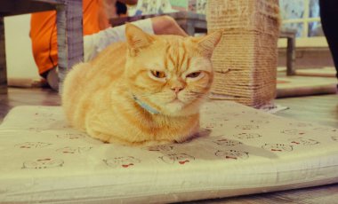 Güzel kısa saç kedi