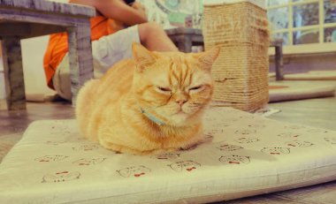 Güzel kısa saç kedi