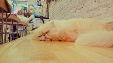 Güzel kısa saç kedi