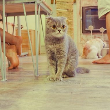 Güzel kısa saç kedi