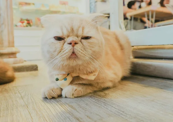 Güzel kısa saç kedi