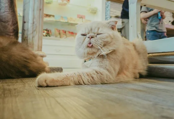 Güzel kısa saç kedi