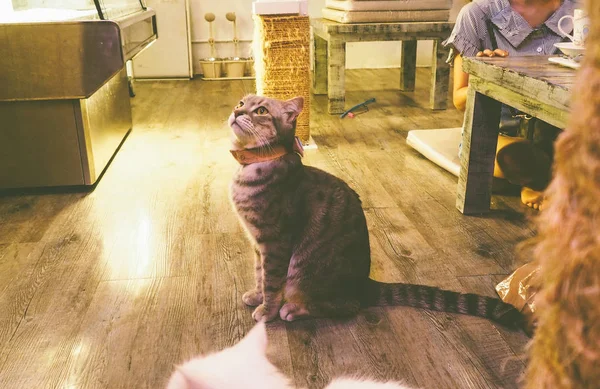 Güzel kısa saç kedi