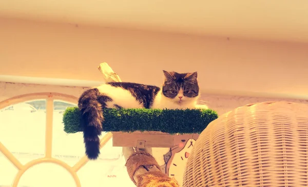 Beautiful short hair cat — Stock Photo, Image