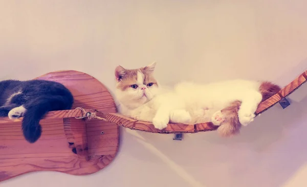 Красивая короткая кошка — стоковое фото