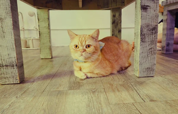 Beautiful short hair cat — Stock Photo, Image