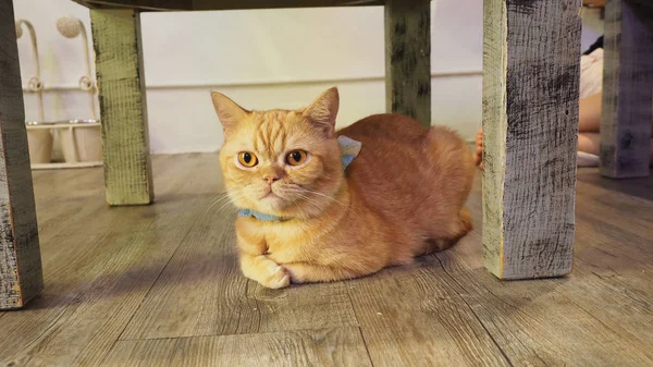 Güzel kısa saç kedi