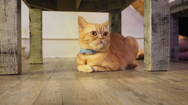 Güzel kısa saç kedi